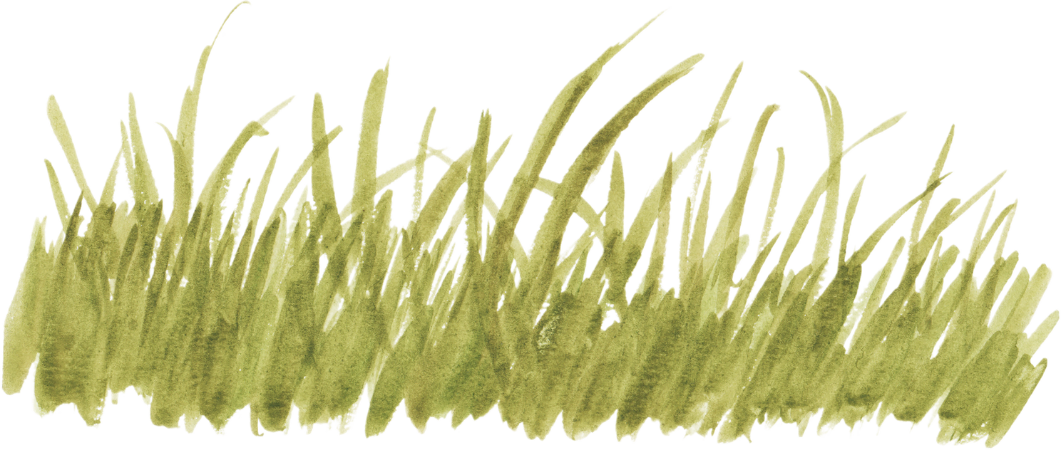 Watercolor Grass Illustration